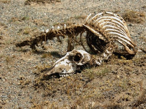 carcass skeleton animal