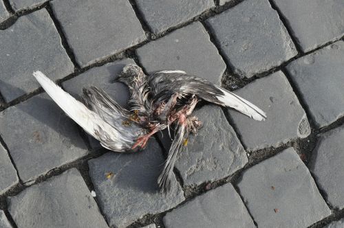 carcass dove death