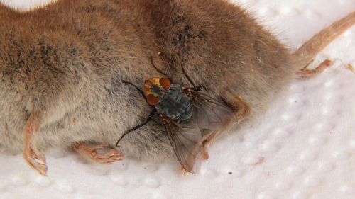 carcass mouse shrew