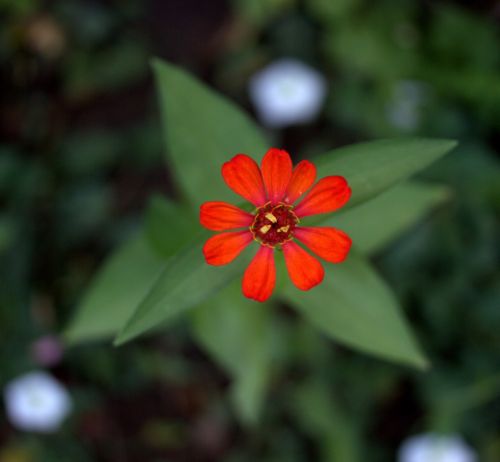 carciumareasa flower red