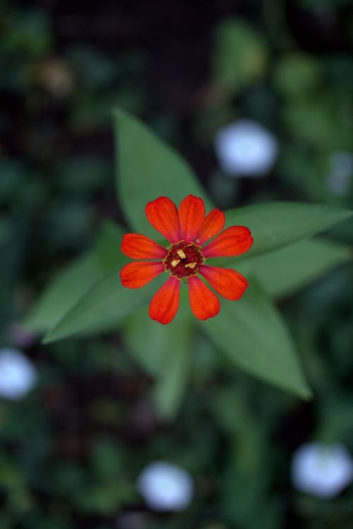 carciumareasa flower red