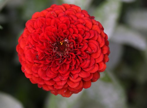 carciumareasa  red  flower