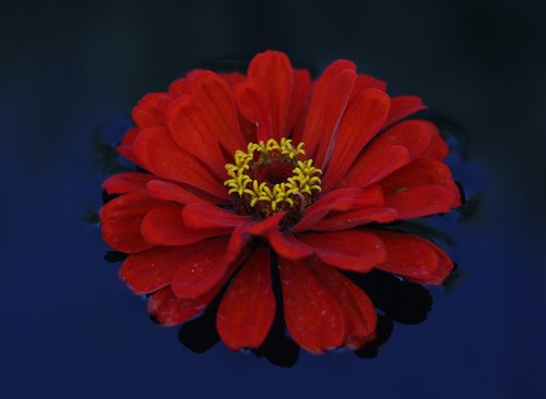 carciumareasa  flower  red