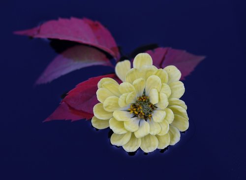 carciumareasa  flower  yellow