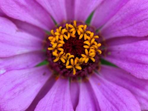 carciumareasa  flower  pink