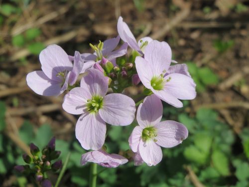 cardamine pratensis cuckooflower lady's smock