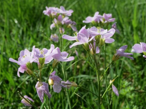 cardamine pratensis cuckooflower lady's smock