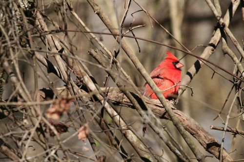 cardinal northern male