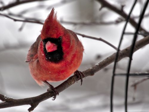 cardinal male bird