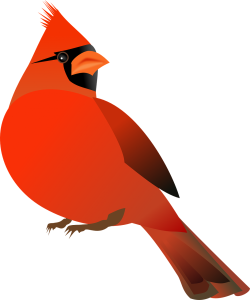 cardinal bird cardinalidae