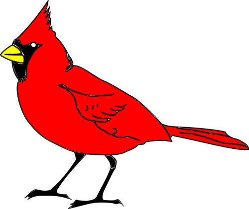 cardinal bird animal