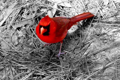 cardinal bird red