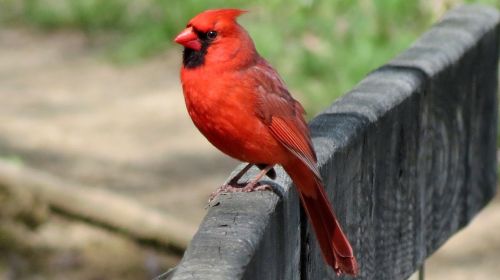 cardinal male redbird