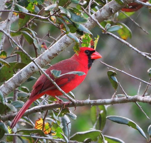 cardinal male redbird