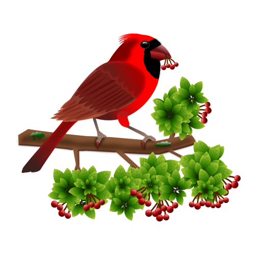 cardinal birds animals
