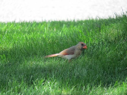 cardinal bird fly