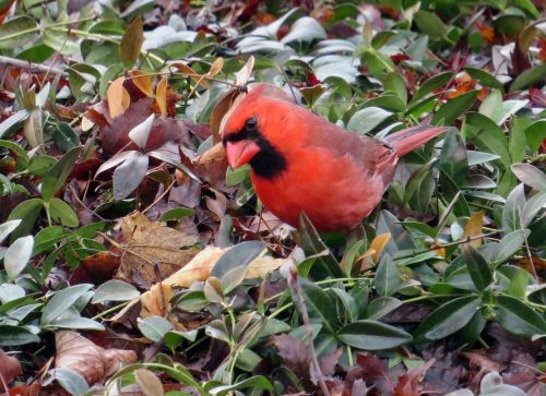 cardinal birds red
