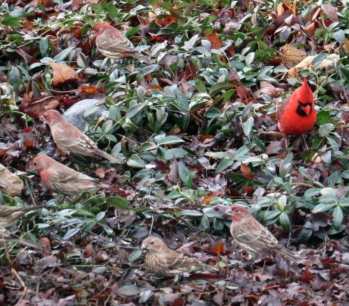 cardinal birds red