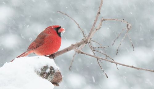 cardinal red snow