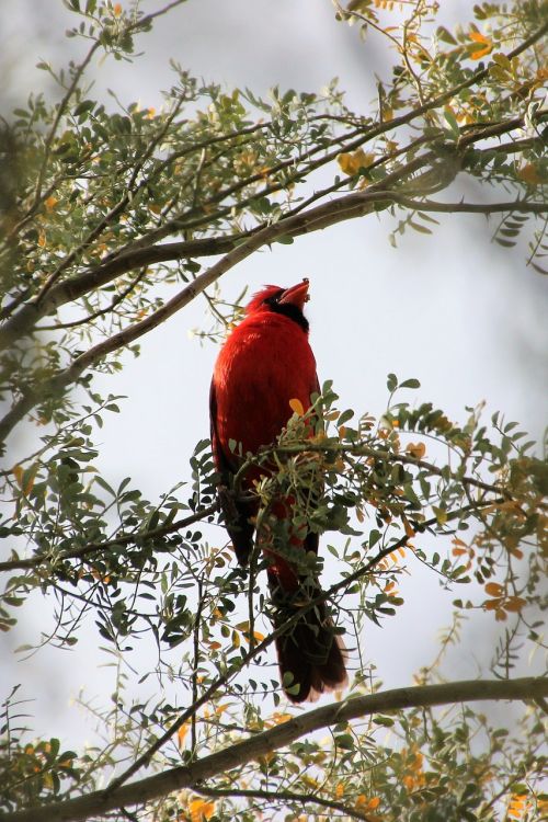 cardinal redbird wildlife