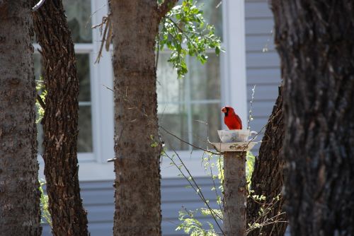 cardinal bird teacup