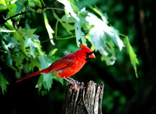 cardinal male cardinal red bird