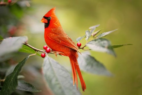 cardinal bird red