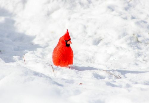 cardinal bird snow