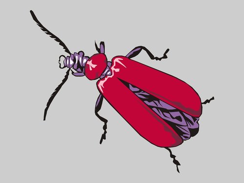 cardinal  insect  beetles