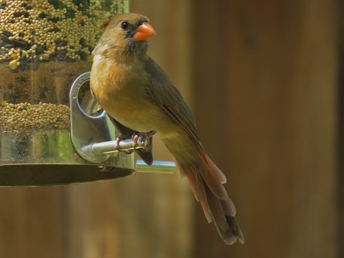 cardinal  female  natural
