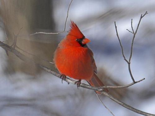 cardinal bird red