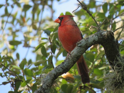 cardinal  red bird  tree