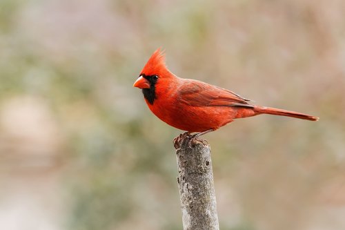 cardinal  male  redbird
