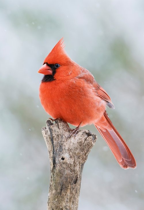 cardinal  male  redbird