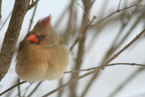 cardinal  bird  nature