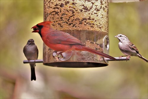 cardinal  red bird  male