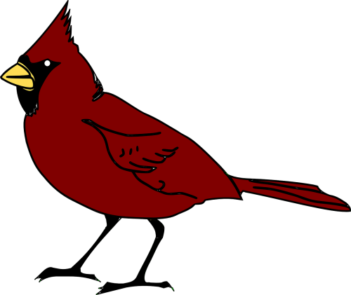 cardinal bird beak