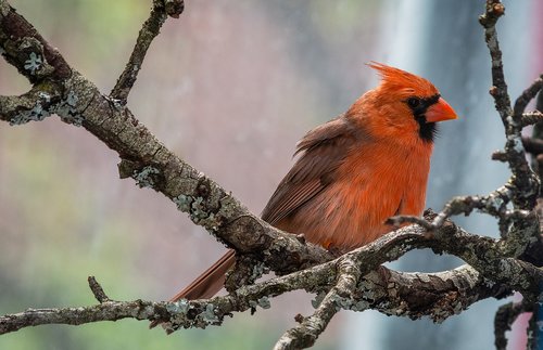cardinal  songbird  male