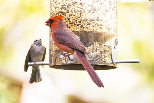 cardinal  red bird  bird feeder