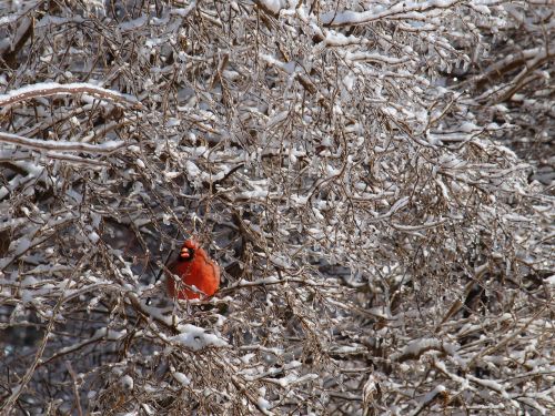 cardinal bird winter