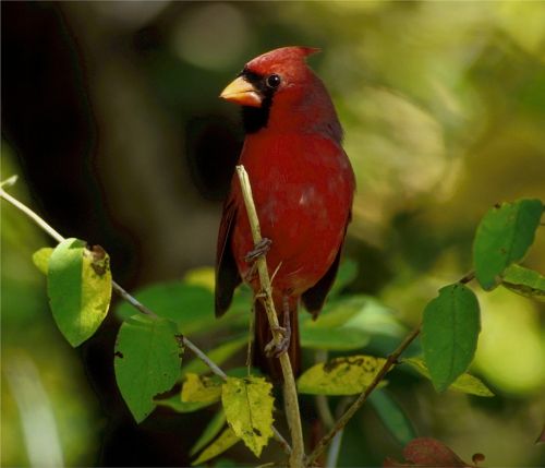 cardinal redbird songbird