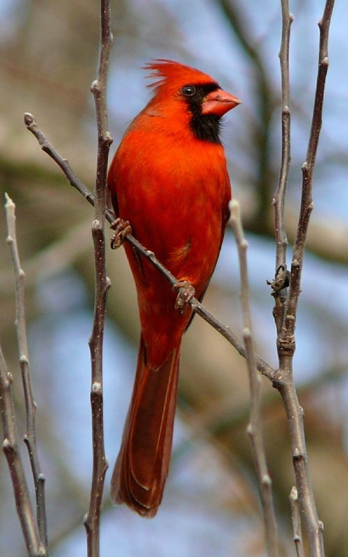 cardinal northern male