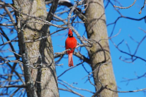 cardinal red tree