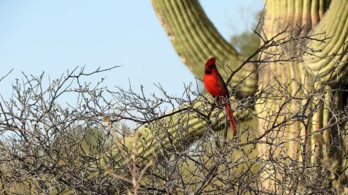 cardinal saguaro cactus sonoran desert
