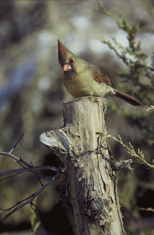 cardinal female bird