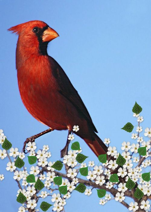 cardinal male flowering branch carddigital