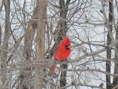 Cardinal