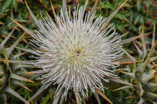 cardoon flower plant