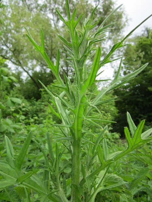 carduus thistle wildflower