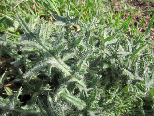 carduus acanthoides spiny plumeless thistle welted thistle